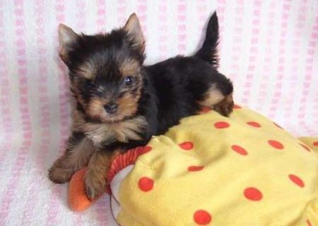 Yorkshire Terrier mini toy foarte frumosi