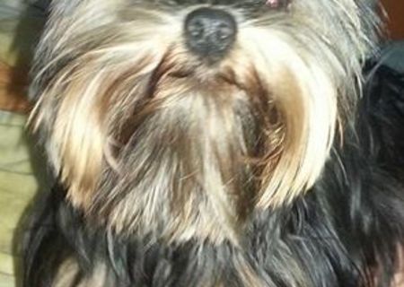 yorky 1 an pt imperechere