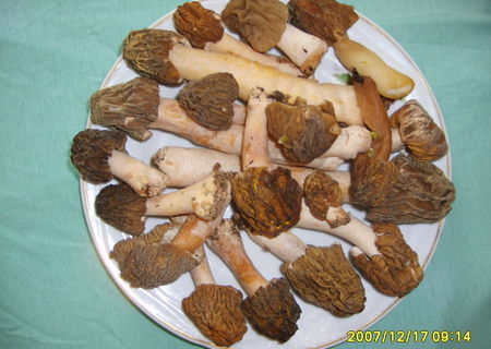 Zbarciogi uscati. Morchella. Morilles