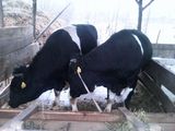 2 Capete Bovine