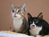 2 pisicute cauta casute:)
