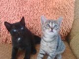 2 Pisicute cauta stapani