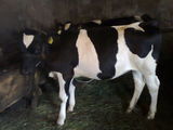 2 vitele holstein