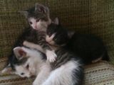 3 pisicute dragute