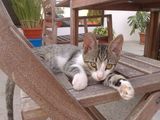 3 pisoi pt adoptie
