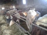 30 tauri greutate intre 550- 700 kg 7ron/ kg