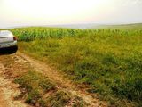 3100 mp, extravilan, Banu - Letcani