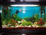 Acvariu 130 l EHEIM dotat complet