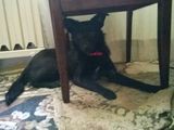 Adoptie catelus 1 an