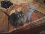 Adoptie pisici
