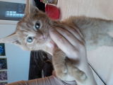 Adoptie pisicute