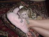 Adorabile Maimuțe Capucinoase Pentru Reconstituire