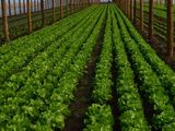 Afacere la cheie-solar legume