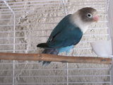 Agapornis Mascul 7 Luni
