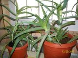 aloe-vera de diferite marimi