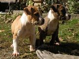 Amstaff 2 luni vaccinat total ,