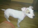 amstaff 3 luni si 2 saptamani