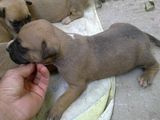 amstaff de vanzare