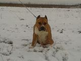 amstaff pt monta