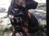 Amstaff ptr. monta