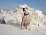 Amstaff tip Bull