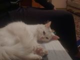 angora turceasca