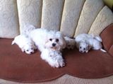 Animal de companie