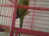 animal de companie