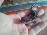 Animale Exotice - Gecko Leopard & Pantera Pachet