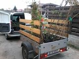 Asigur transport volume mici