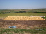 avand ceapa plata din arpagic din productia 2013 ambalata la 25 kg