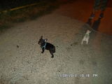 Baietel bulldog francez
