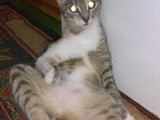 BASTET-PISICA EUROPEANA