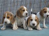 beagle