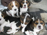 BEAGLE de vanzare