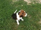 BEAGLE de vanzare