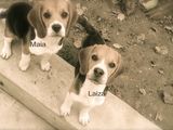Beagle de vanzare