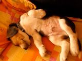 beagle de vanzare