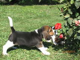 BEAGLE DE VANZARE