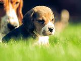 Beagle, fetite si baieti, 6 saptamani