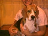 Beagle pt monta