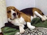 Beagle rasa pura