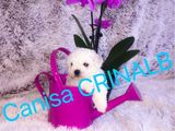 Bichon a poil frise toy