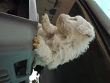 Bichon alb ieftin