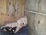 bichon corcitura