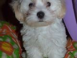 Bichon de Craciun