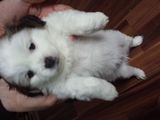 bichon de vanzare