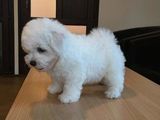 BICHON FRISE