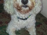 BICHON FRISE