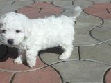 Bichon Frise incantatori